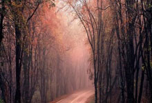 襄阳仙人醉经典酒价格湖北名酒收藏指南及市场行情深度解读