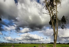 42度枝江9年价格趋势大烟酒茶收藏党必看